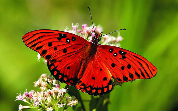 La farfalla di Amalia, da "Una sfavillante carrozza"